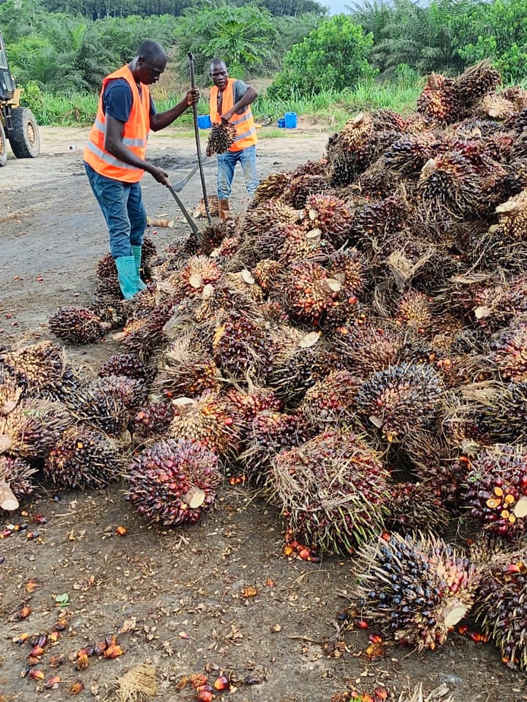 Two workers in high visibility vests loading palm fruit bunches at the mill