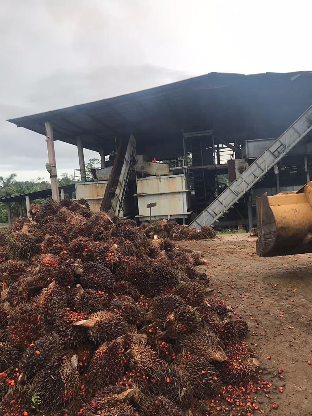 The palm oil mill with sterilizer tanks and a large pile of fresh fruit bunches