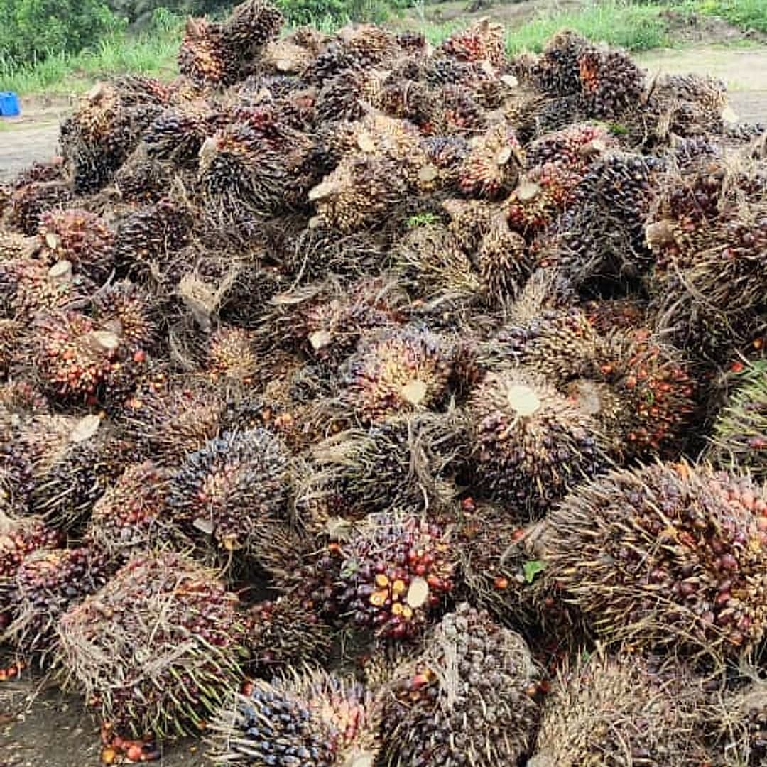 A mound of fresh palm fruit bunches with ripe orange fruitlets