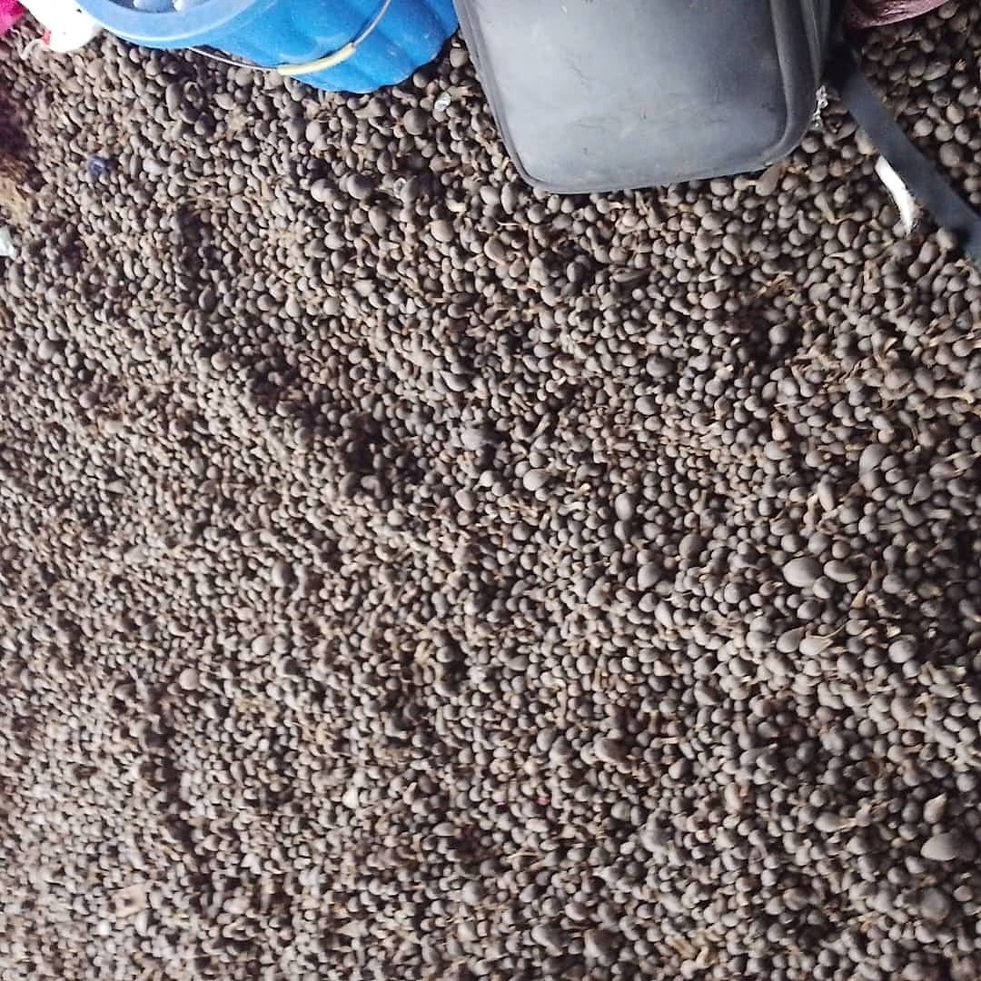 Cracked palm kernel nuts covering the mill floor