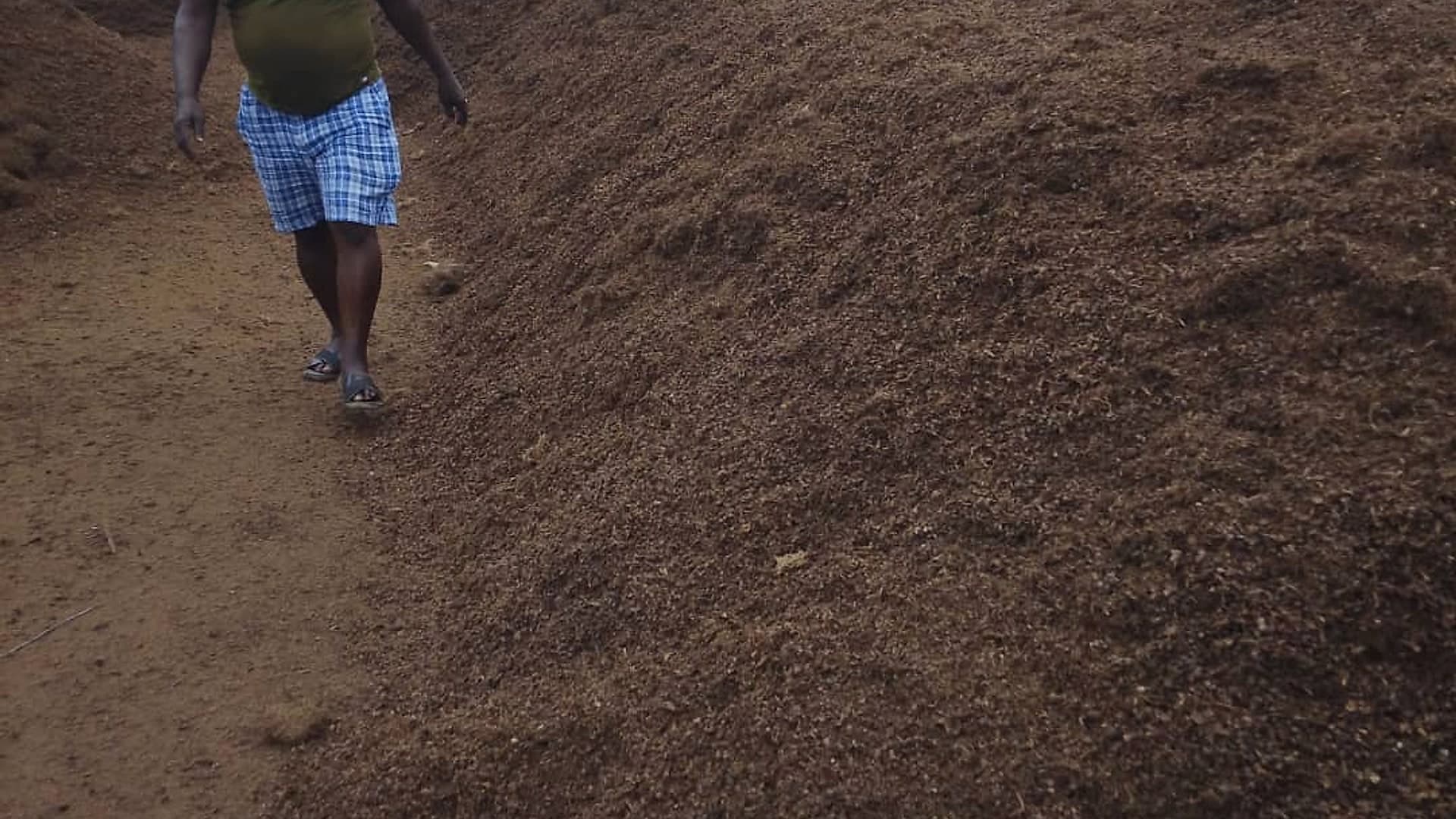A man walking the length of a long ridge of palm kernel shell