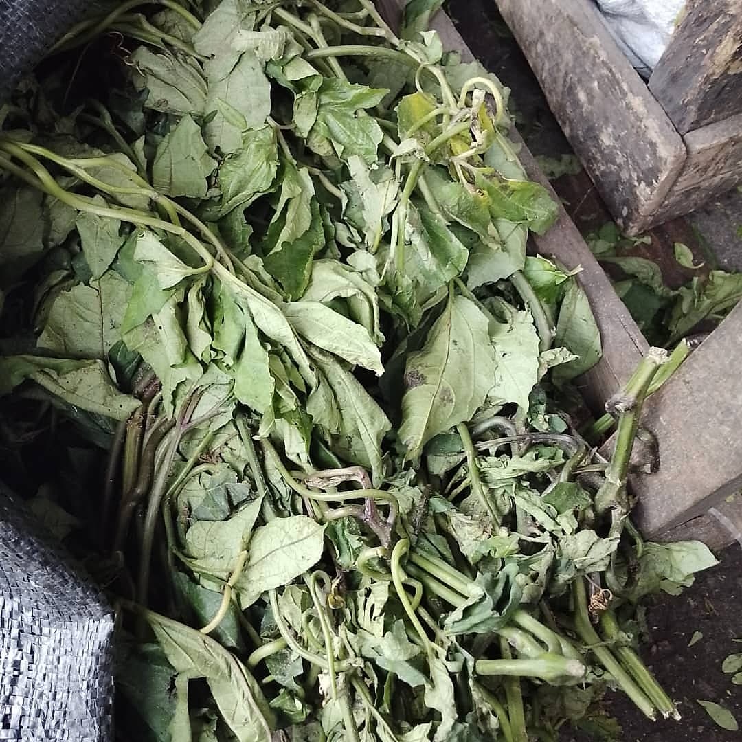 Ugu leaves packed into a sack for transport