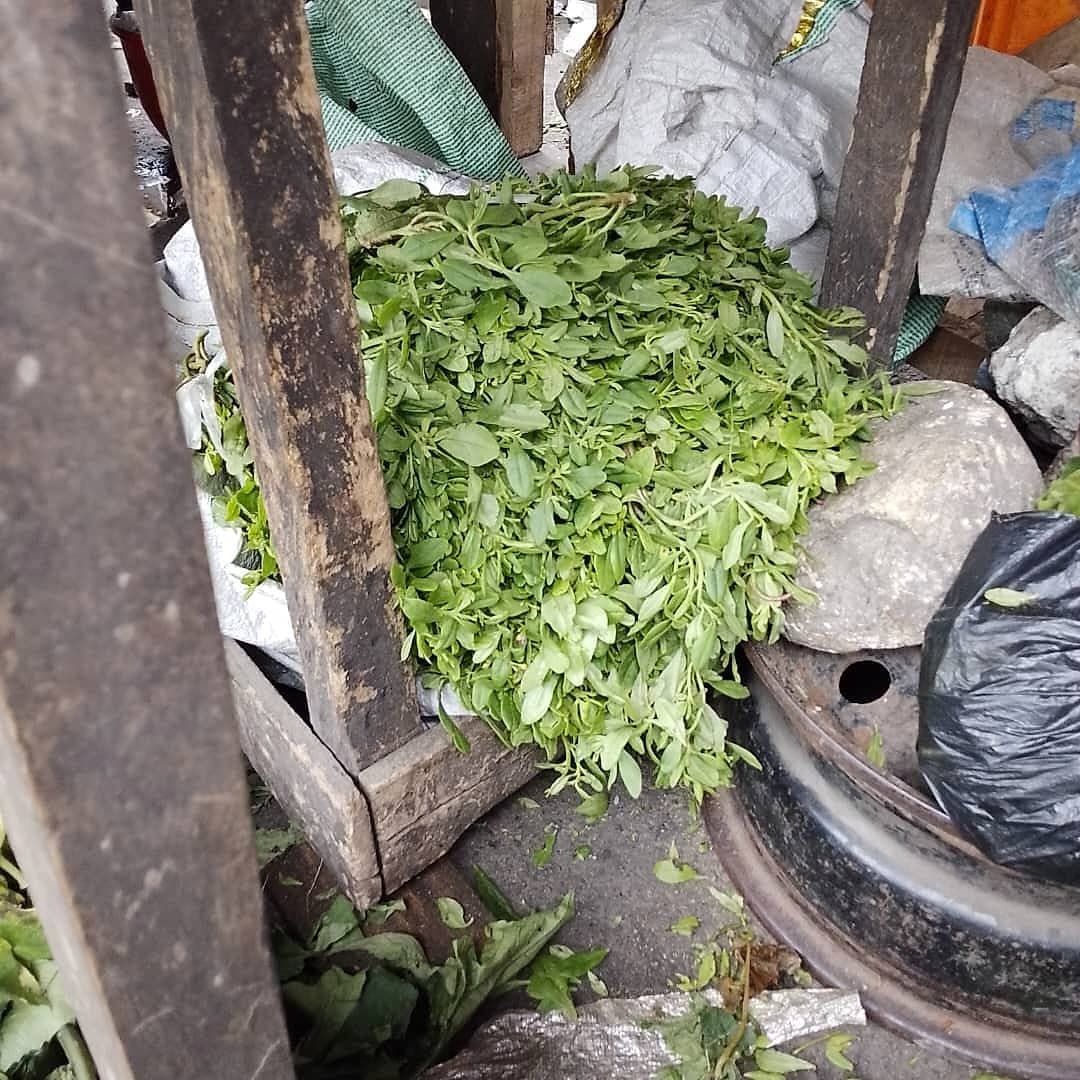 Fresh waterleaf heaped on a market table