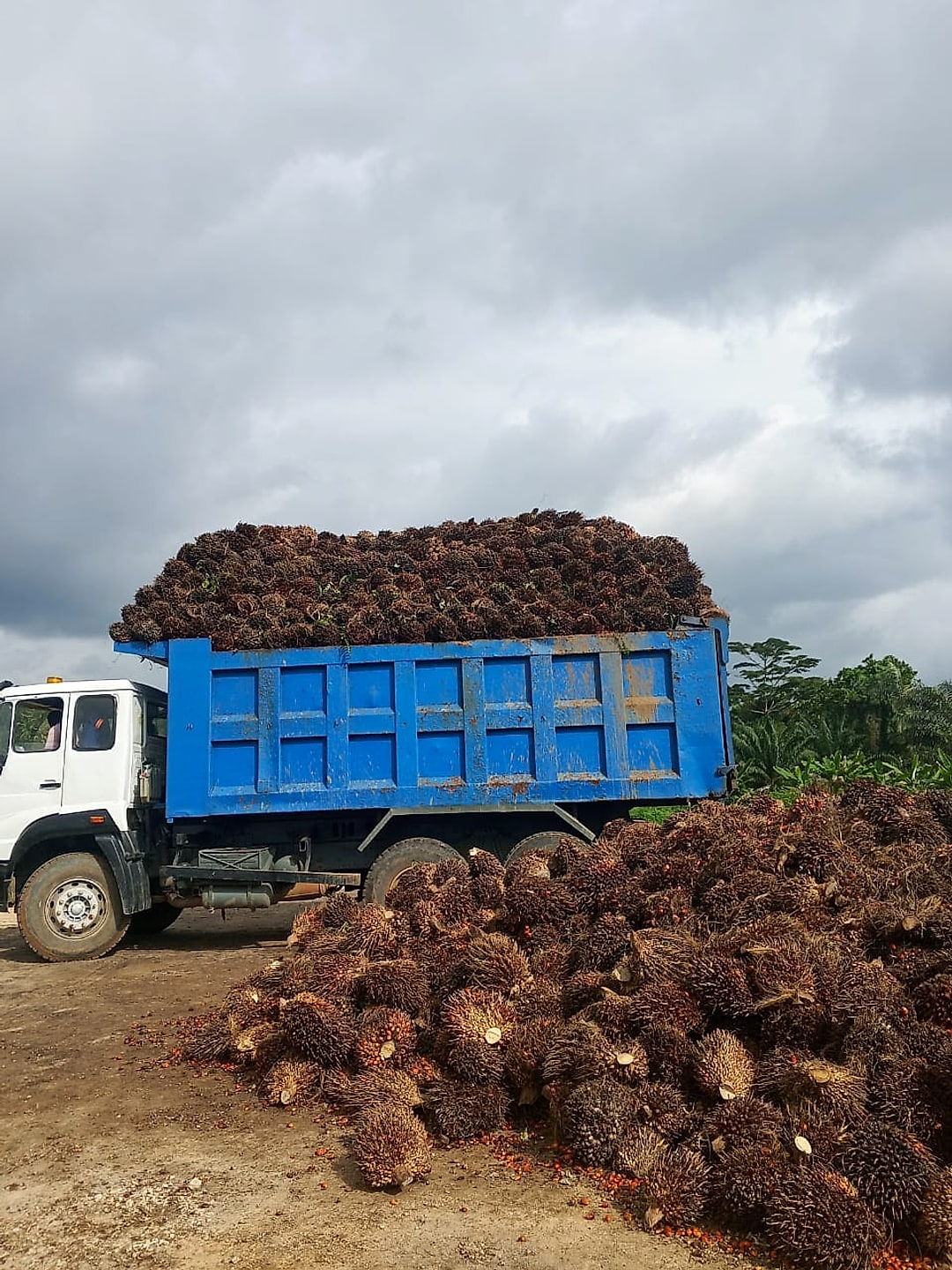 A tipper truck heaped with freshly harvested palm fruit bunches under a heavy sky